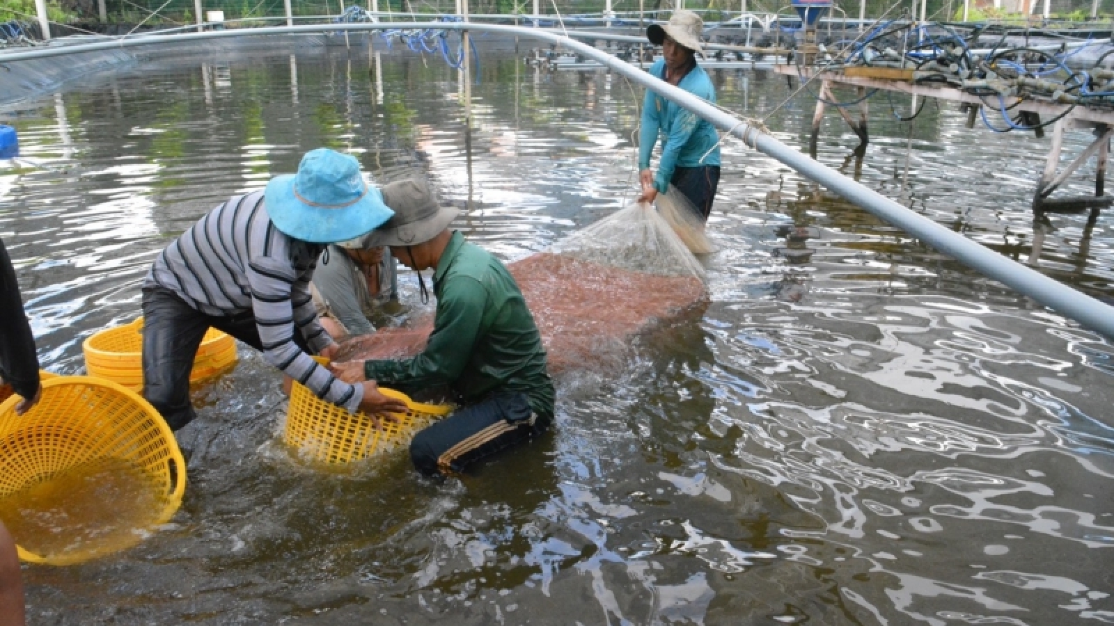 Sắp diễn ra Hội chợ Triển lãm Quốc tế Công nghệ ngành tôm Việt Nam lần thứ 4
