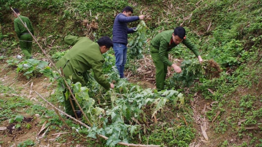 Phát hiện nhiều vụ lén lút trồng, khai thác nhựa thuốc phiện trong nhà