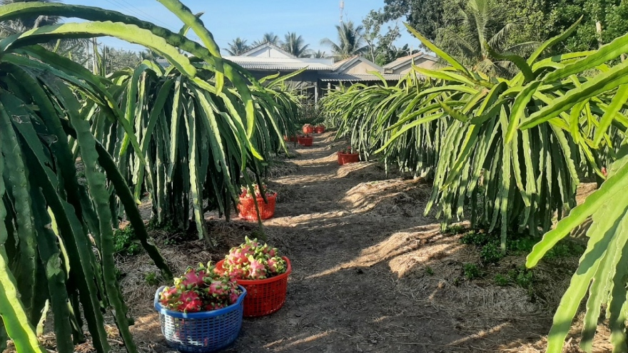 Người đảng viên nông dân làm giàu từ cây thanh long