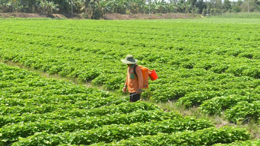 Công bố xuất khẩu lô khoai lang chính ngạch đầu tiên sang Trung Quốc