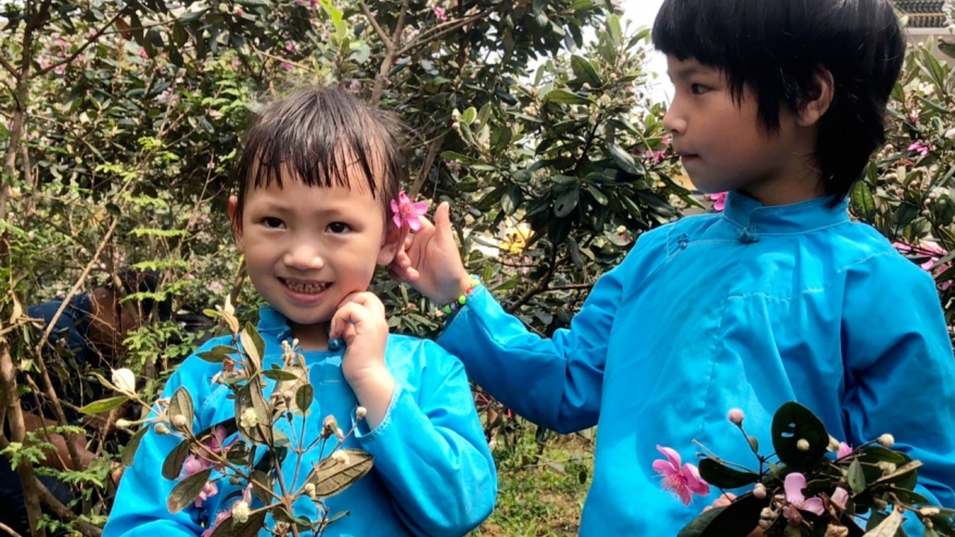 Dịu dàng hoa sim biên giới tại Móng Cái, Quảng Ninh