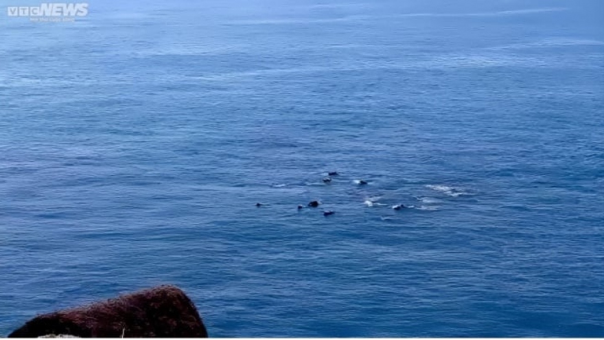 Dolphins swim near the coast of Phu Yen
