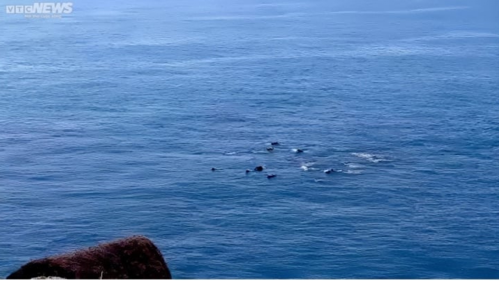 Dolphins swim near the coast of Phu Yen