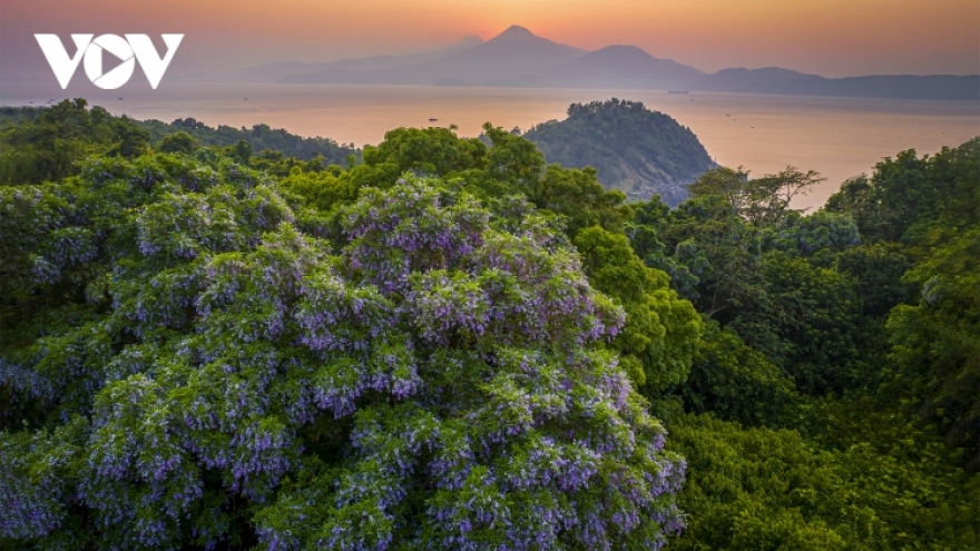 Scenic landscape of Son Tra peninsula in Da Nang