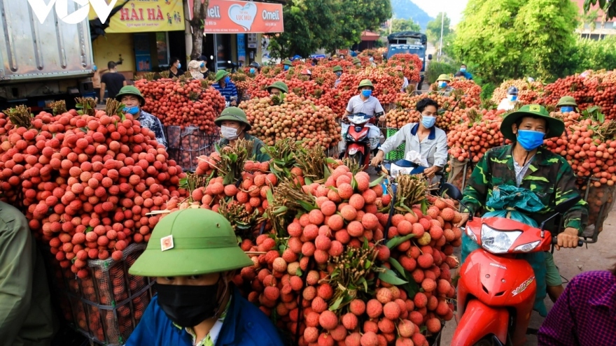 Hàng trăm thương nhân Trung Quốc đăng ký thu mua vải thiều Bắc Giang