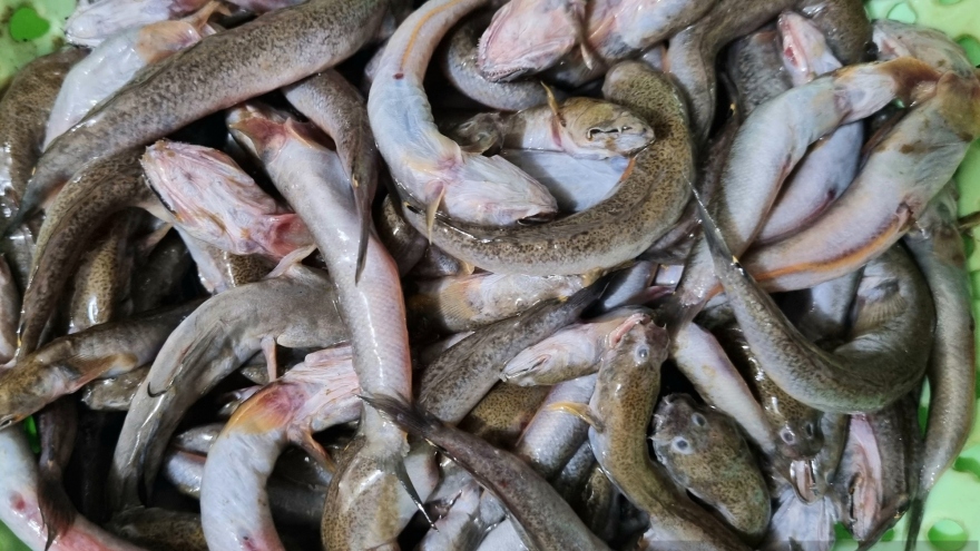 Loài cá biết leo cây trở thành đặc sản đắt tiền xứ Thanh
