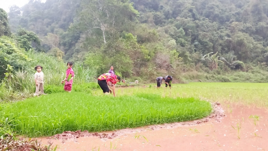 Người Dao Nà Hắc với "lệ bản" giữ rừng tự nhiên