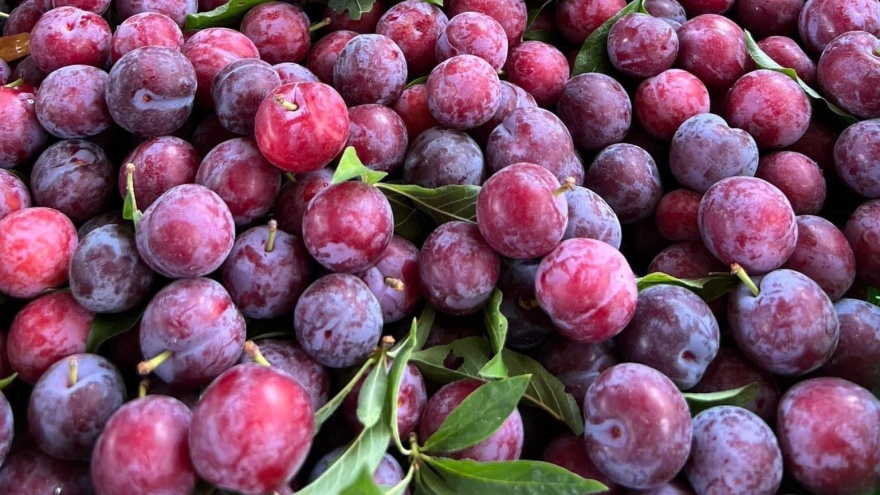 “Cherry Việt” đổ bộ thị trường, giá siêu rẻ