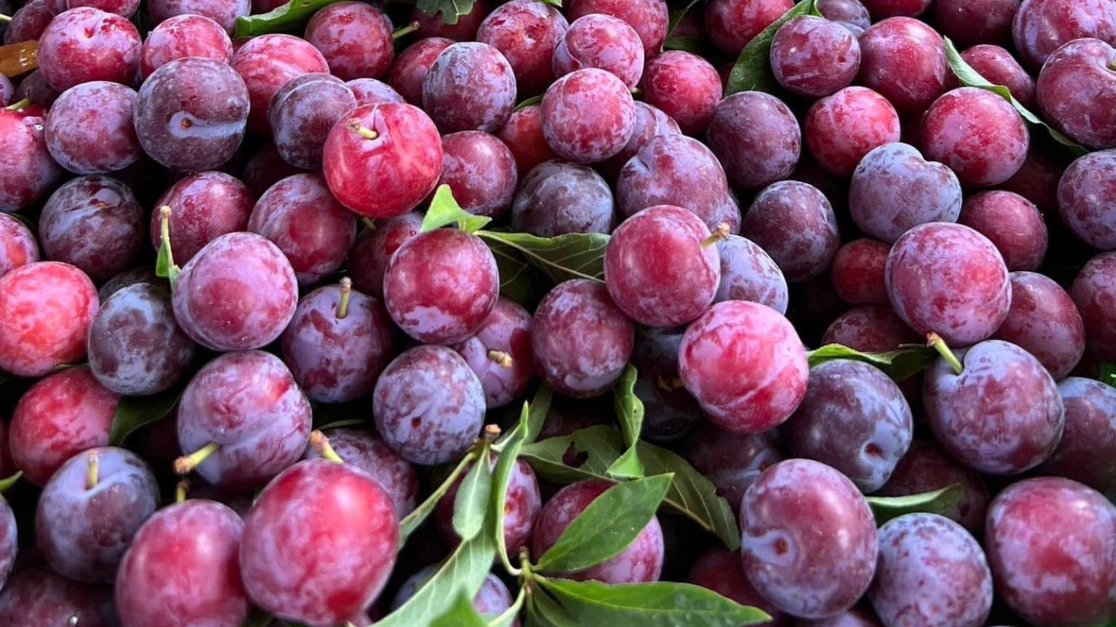 “Cherry Việt” đổ bộ thị trường, giá siêu rẻ