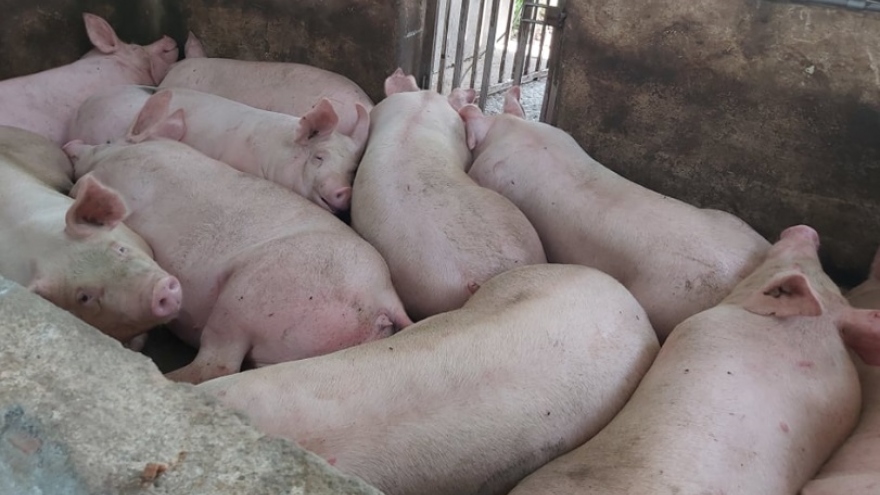 Giá heo hơi giảm sâu, người chăn nuôi Đà Nẵng gặp khó