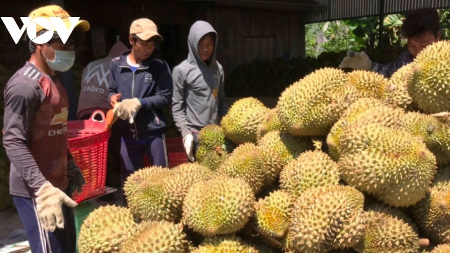 Thị trường Trung Quốc gặp khó, sầu riêng Việt chuyển hướng sang Ấn Độ