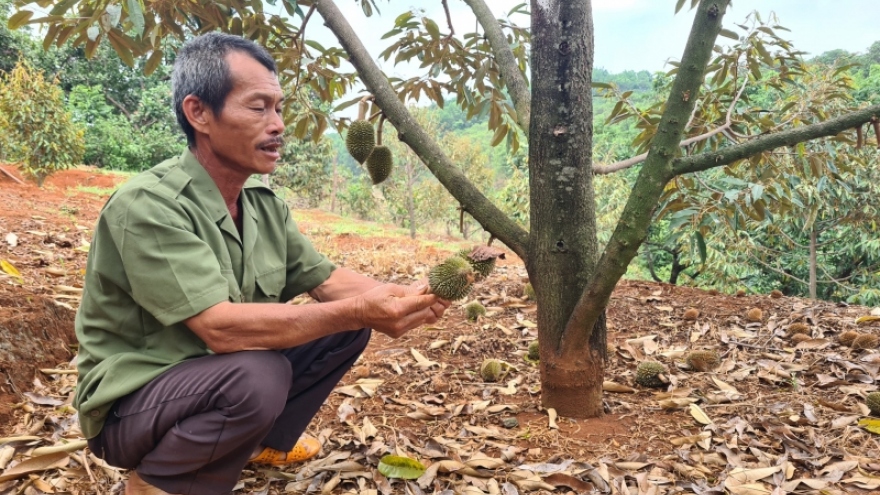 Sầu riêng rụng quả, nhà vườn ở Gia Lai lo lắng