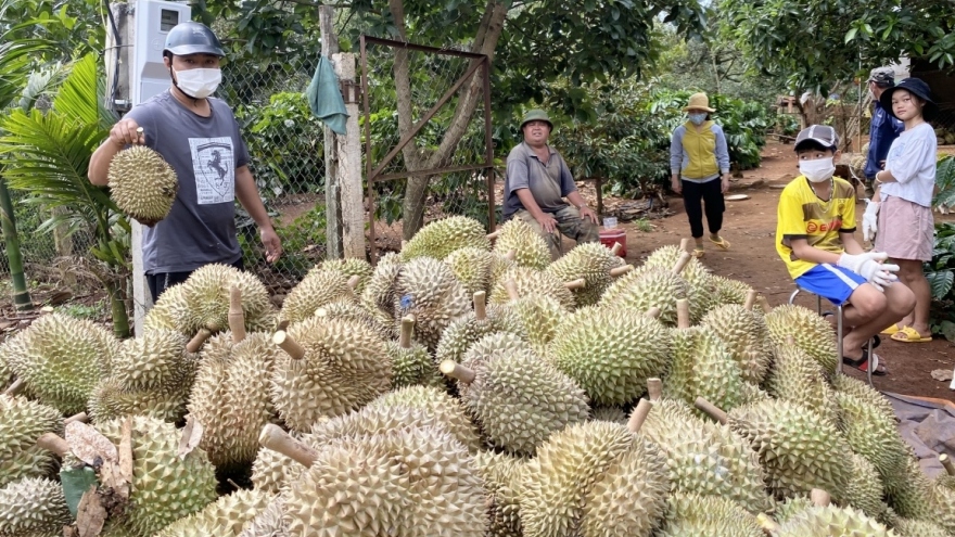 Ồ ạt nhổ bỏ cà phê để trồng sầu riêng ở Tây Nguyên