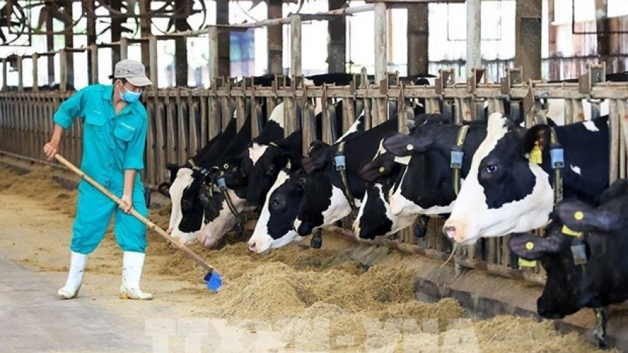 Vinamilk’s Super Nut wins Best Dairy Alternative 2023 award