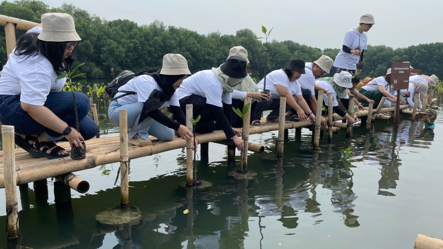 Khách du lịch gieo “hạt hy vọng” vào rừng ngập mặn ở Jakarta