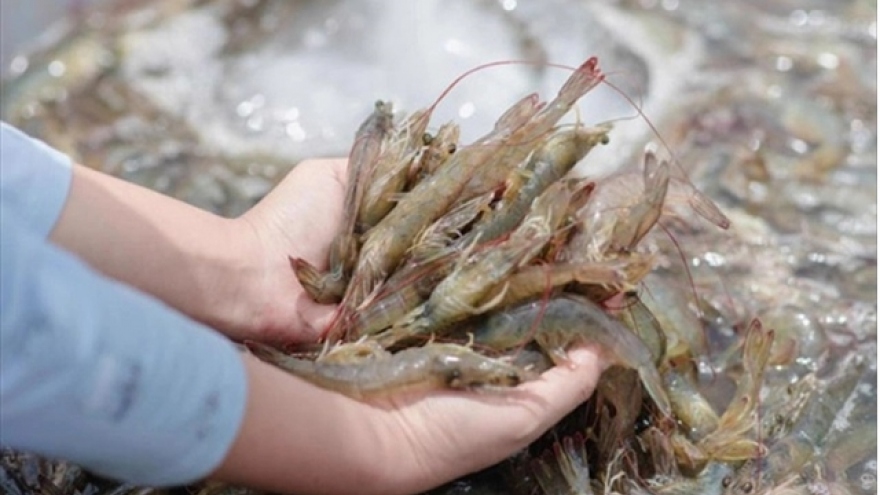 Shrimp industry needs solutions to achieve export target this year