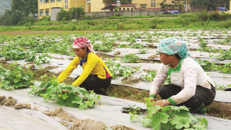 Thúc đẩy triển khai thực hiện 3 chương trình mục tiêu quốc gia