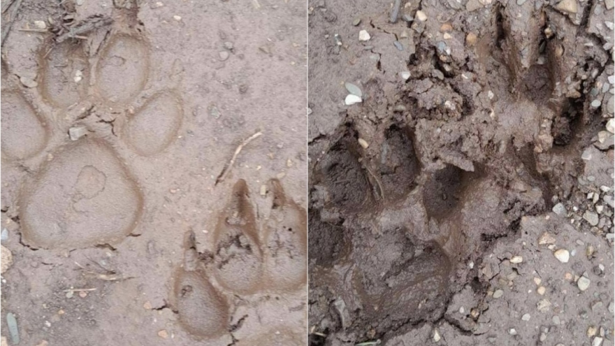 Khả năng cao 2 dấu chân lớn phát hiện tại Sơn La không phải là của hổ