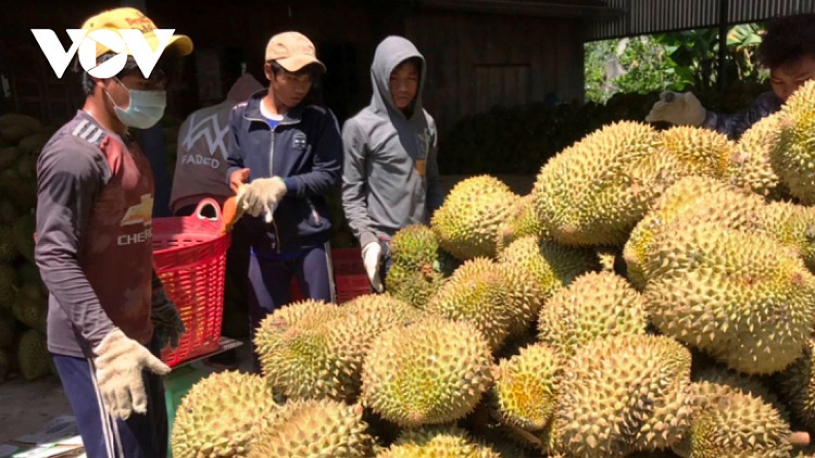Vietnamese durian selling well in Chinese market