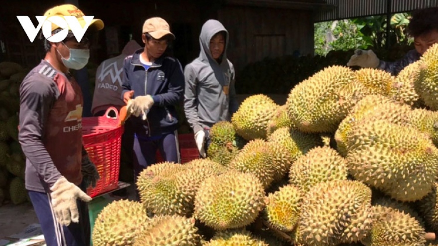 Vietnamese durian selling well in Chinese market