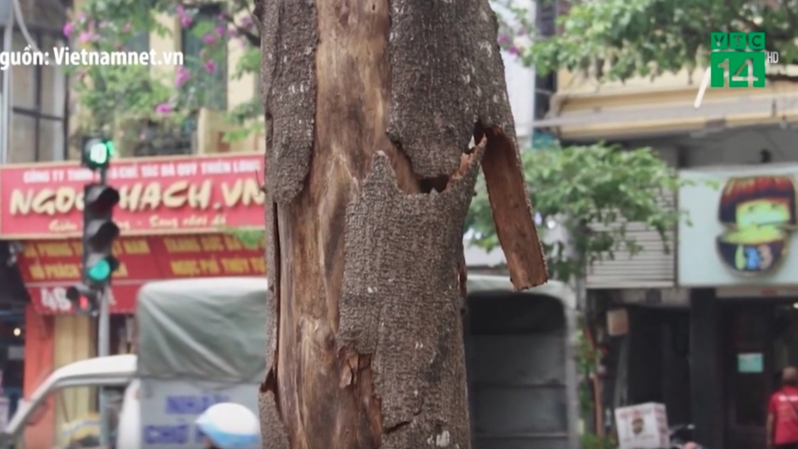 Cây chết khô ở Hà Nội có nguy cơ đổ gãy khi dông lốc