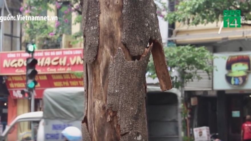Cây chết khô ở Hà Nội có nguy cơ đổ gãy khi dông lốc