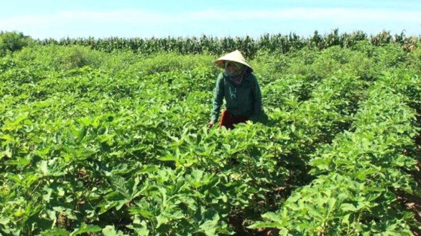 Nông dân Quảng Nam chuyển đổi cây trồng thích ứng với biến đổi khí hậu