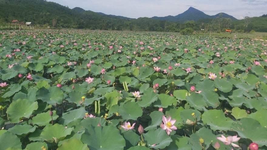 Trồng sen trên đất lúa, nông dân thu lãi cao