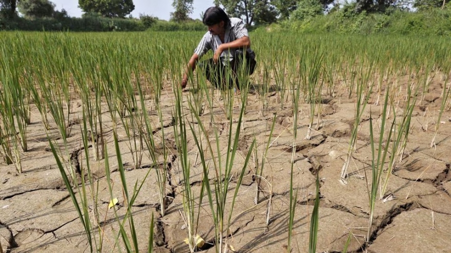 Hiện tượng El Nino xuất hiện tác động thế nào đến thời tiết trên thế giới?