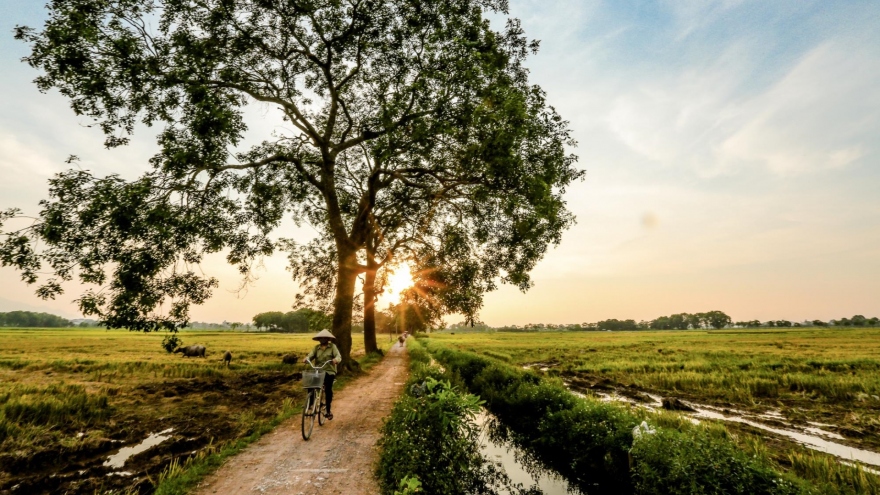 Idyllic images of rice harvesting season in Hanoi