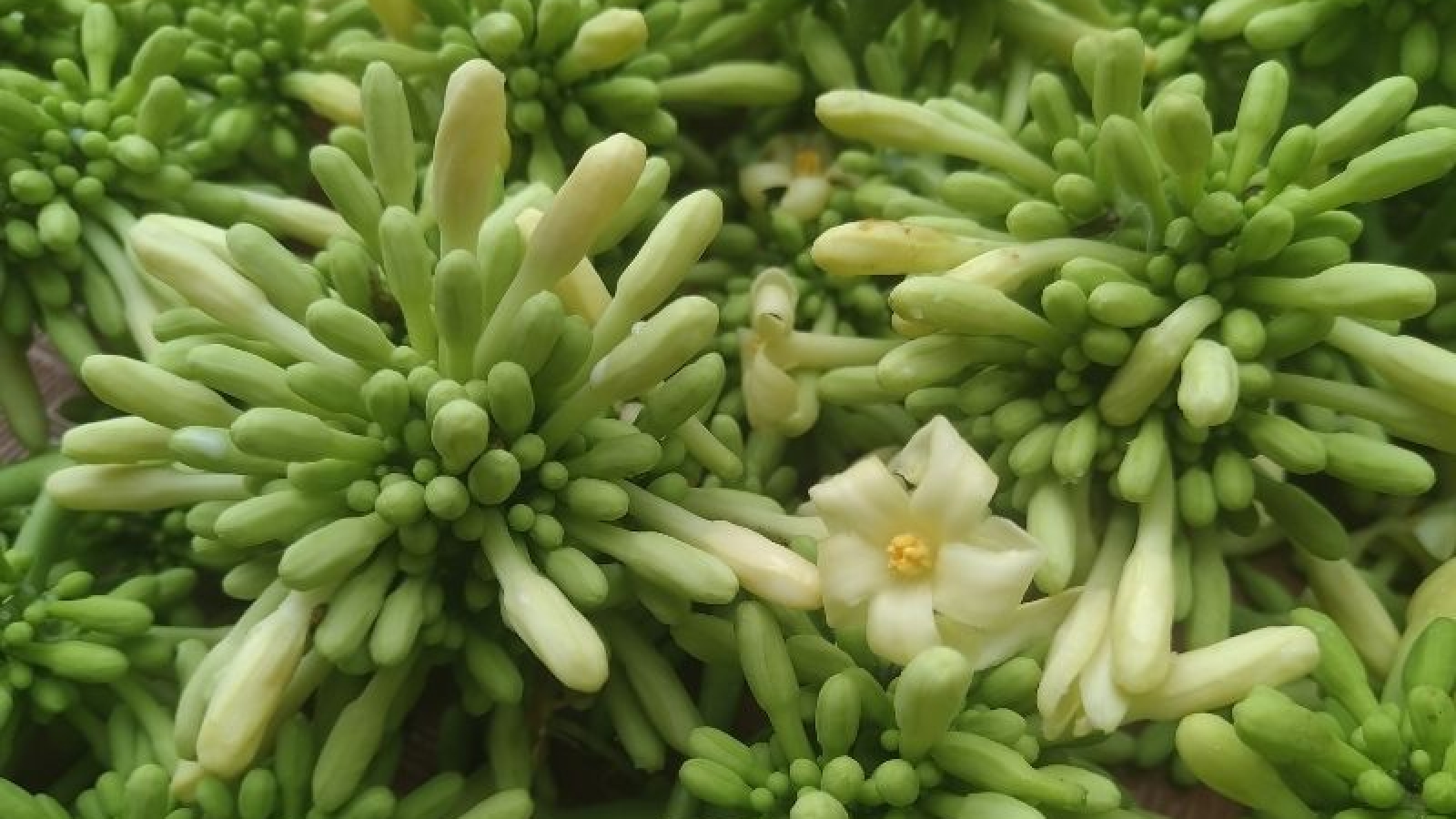 Loại hoa xưa bỏ đi, nay giá đắt nhưng mua không dễ