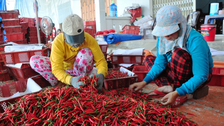 Chưa có thông báo cấm nhập hay thu hồi các lô ớt khô của Việt Nam tại Hàn Quốc