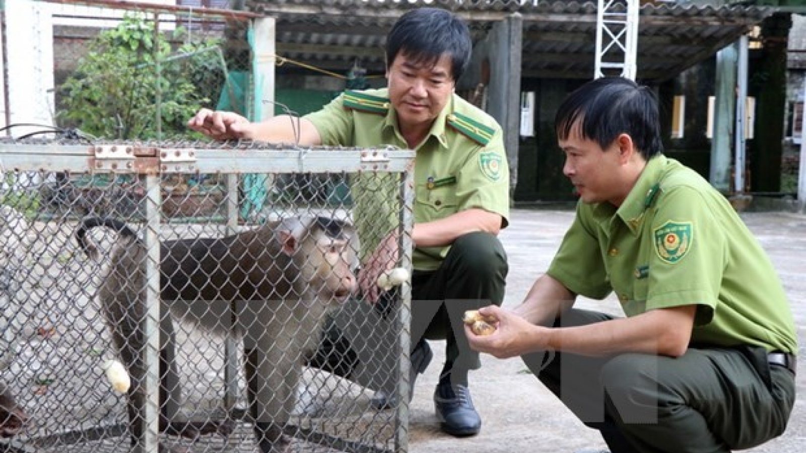 Vietnamese, Lao localities enhance cooperation in forest, wildlife protection