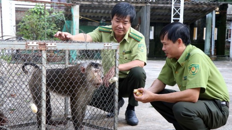 Việt Nam và Lào tăng cường bảo vệ rừng và động vật hoang dã