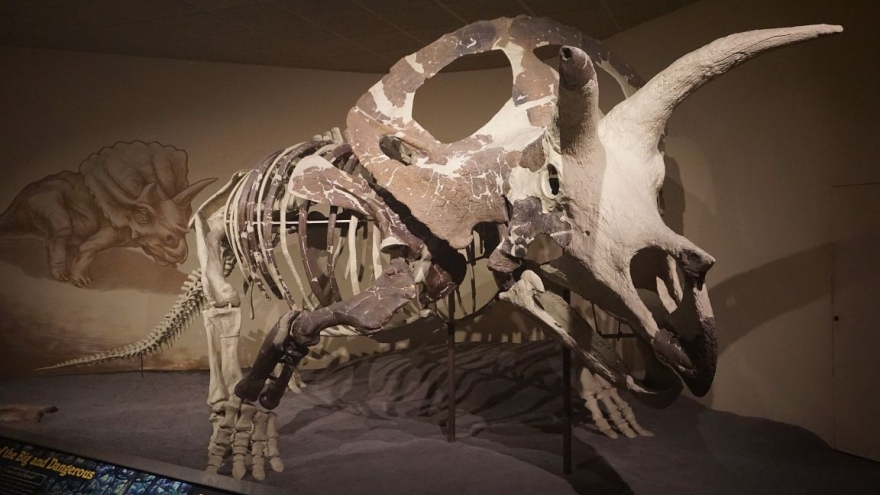Đan Mạch chuẩn bị công bố hộp sọ khủng long lớn nhất thế giới