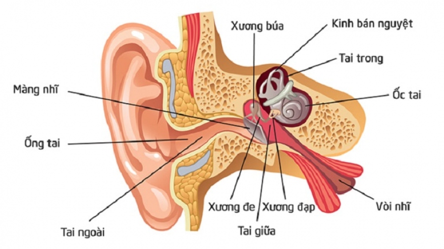 Viêm tai ngoài ác tính: bệnh có thể gây nguy hiểm đến tính mạng