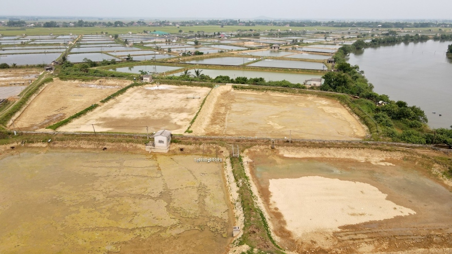 Tôm nuôi ở Quảng Trị chết hàng loạt trên diện rộng