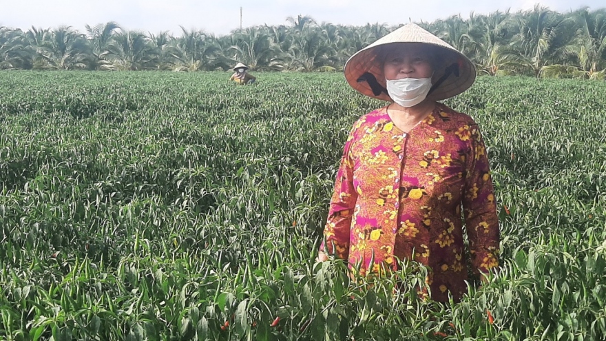 Vụ ớt đầu mùa bội thu, nông dân Tiền Giang phấn khởi