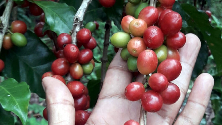 Giá cà phê hôm nay 3/8: Trong nước tăng cao nhất lên 67.300 đồng/kg
