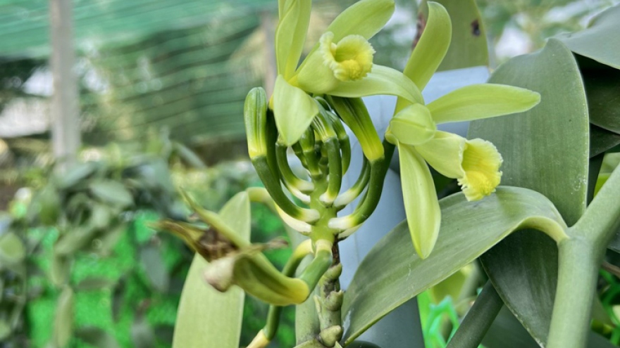 Quả Vani được trồng ở Việt Nam, có giá 1,5 triệu đồng/kg