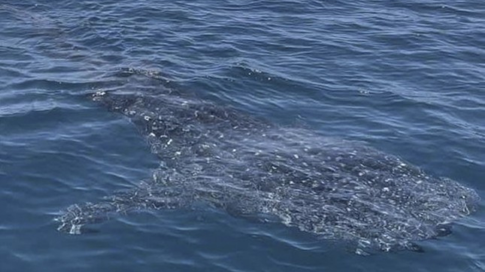 Whale shark spotted swimming in central coast of Vietnam