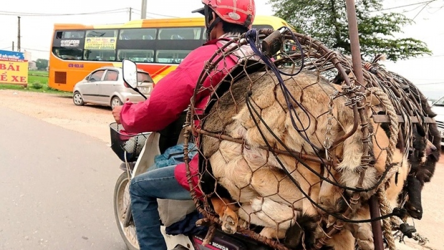 Hà Nội nói không với thịt chó, mèo: Cần truyền thông trong thời gian dài