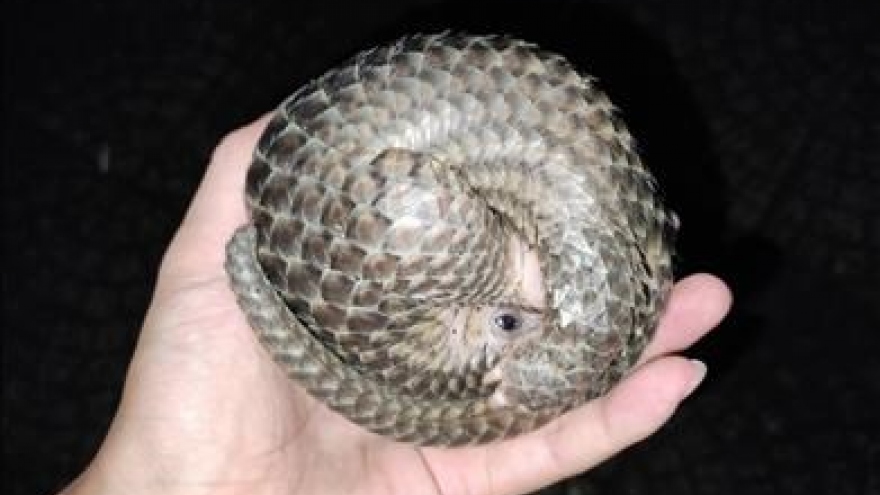Two pangolins handed over to authorities in Binh Phuoc