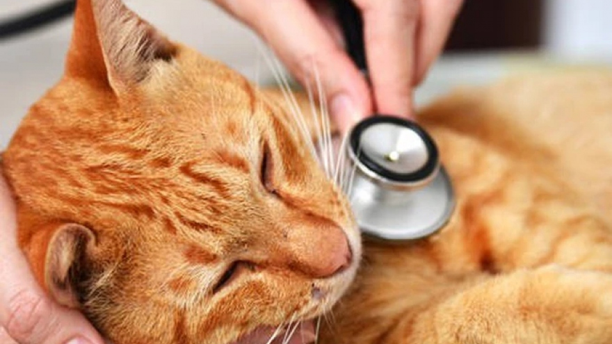 Hàn Quốc phát hiện cúm gia cầm H5N1 ở mèo