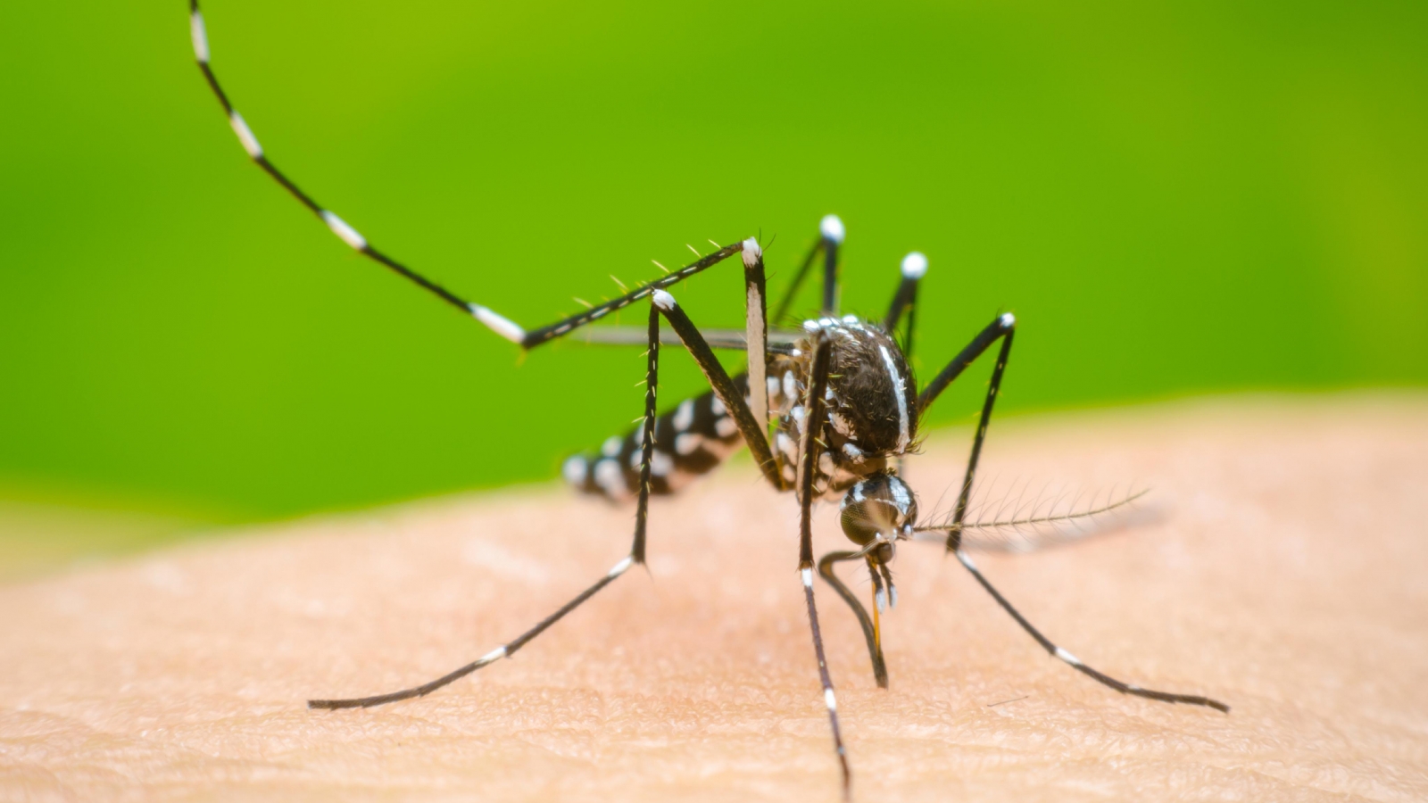 Virus Dengue gây bệnh sốt xuất huyết có mấy loại?