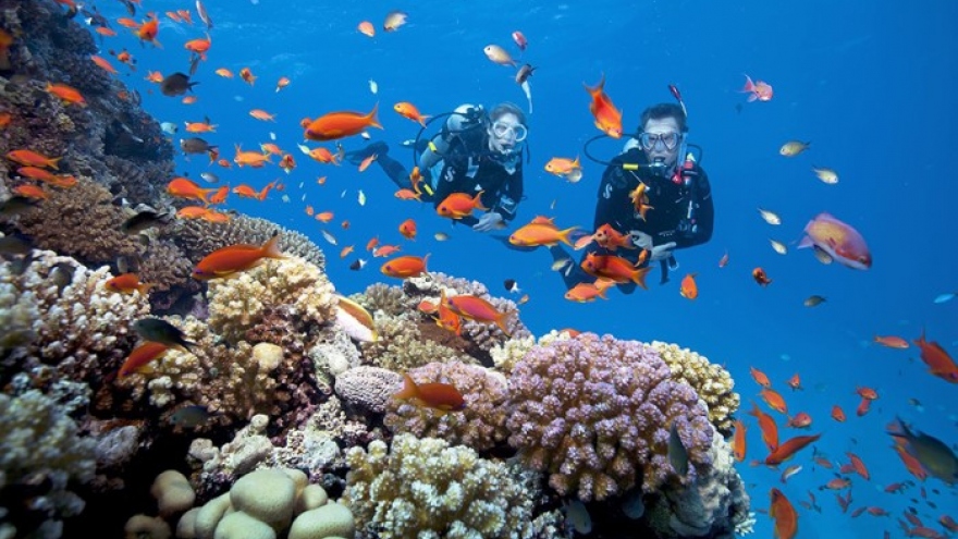 Diving in Phu Quoc fascinates curious visitors