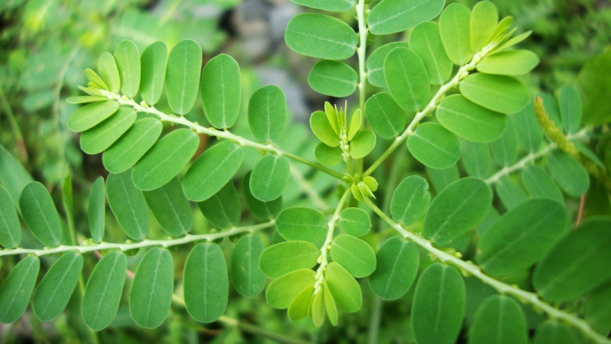 Lợi ích sức khỏe của cây chó đẻ