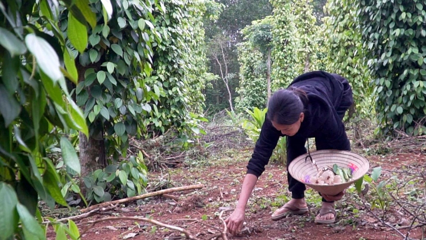 Bới lá mục hái nấm trắng ngần, thợ rừng kiếm tiền triệu mỗi ngày