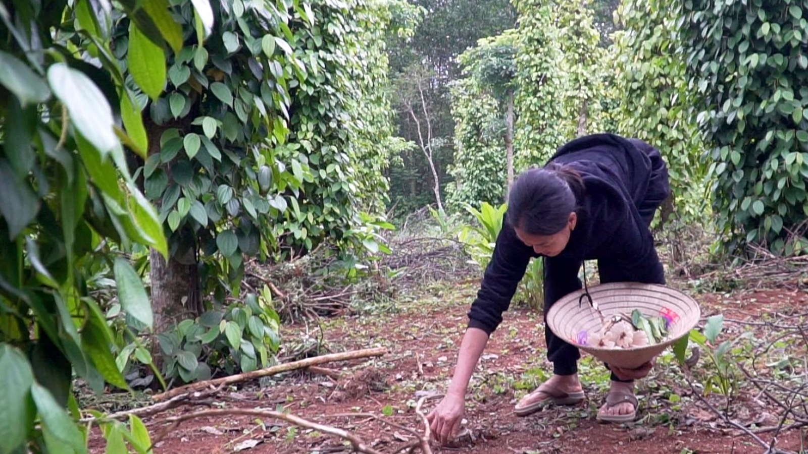 Bới lá mục hái nấm trắng ngần, thợ rừng kiếm tiền triệu mỗi ngày