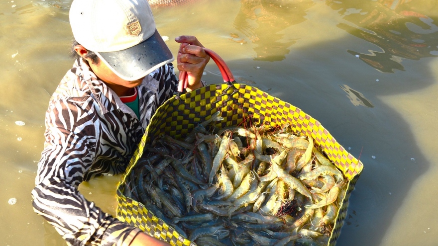 Cà Mau phấn đấu sản lượng nuôi trồng thủy sản đạt 570.000 tấn